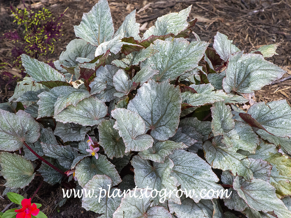 Rex Begonia Shadow King Cool White